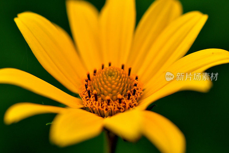 Heliopsis helianthides / Oxeye雏菊花